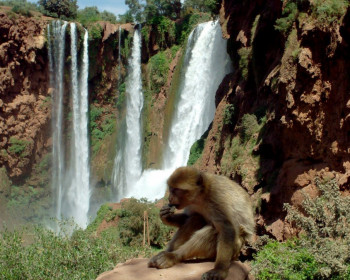 Водопад Узуд с обезьянами