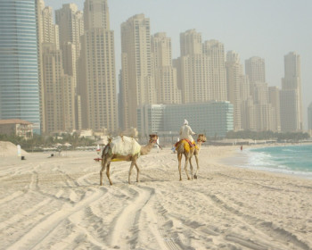 Верблюды в Дубае